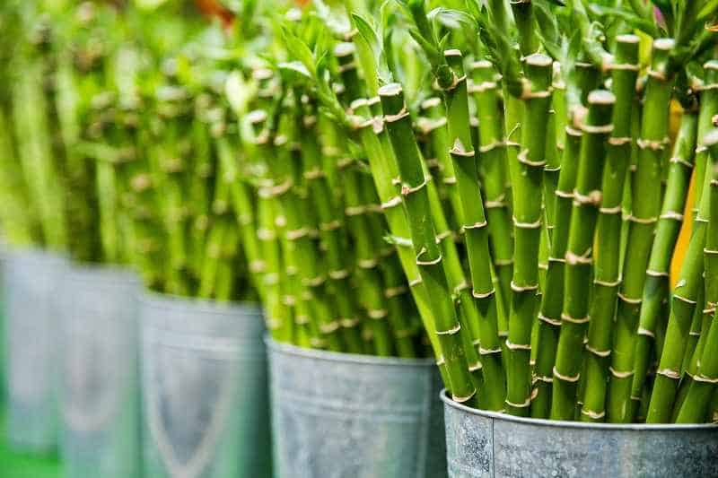 how to propagate bamboo palm
