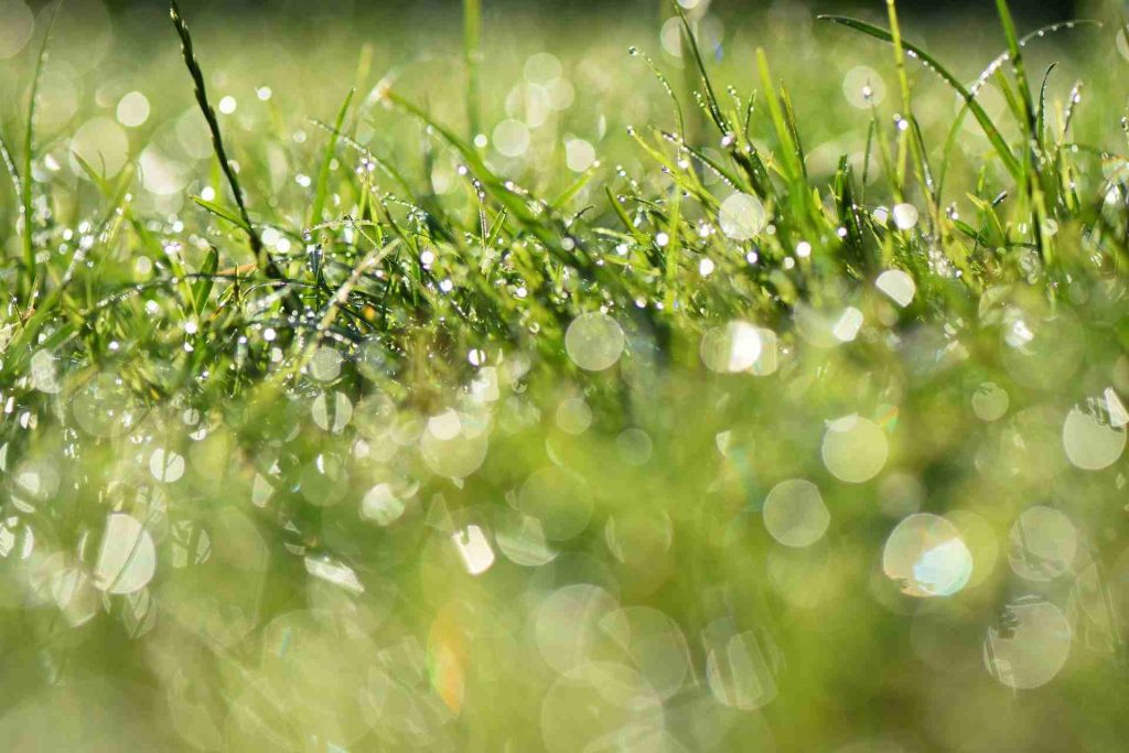 How To Get Rid Of Lawn Bubbles